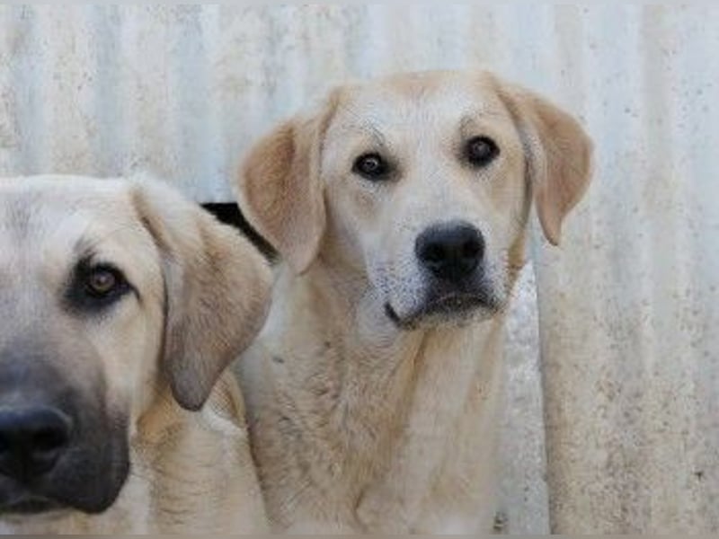 lieber Hauke sucht dringend sein Zuhause