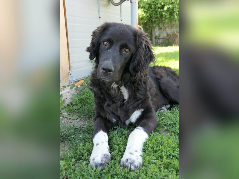 Juhani-freundlicher Wegbegleiter auf 4 Pfoten