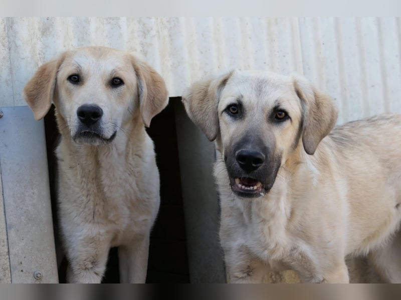 Hauke, unser lieber ruhiger  Blondie