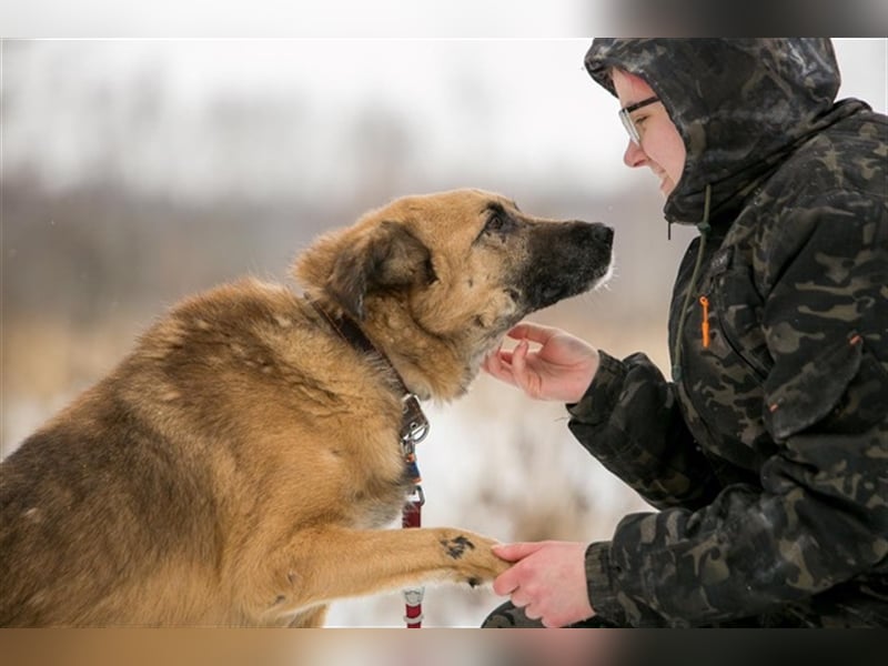 MALYSH- freundlicher Rüde sucht liebevolles Zuhause
