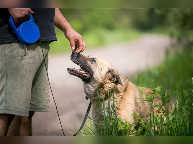 MALYSH- freundlicher Rüde sucht liebevolles Zuhause