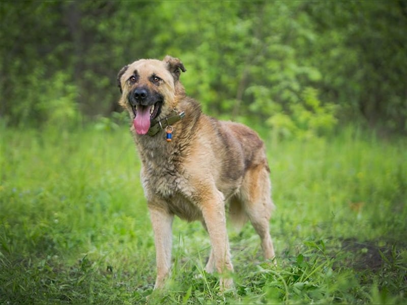 MALYSH- freundlicher Rüde sucht liebevolles Zuhause