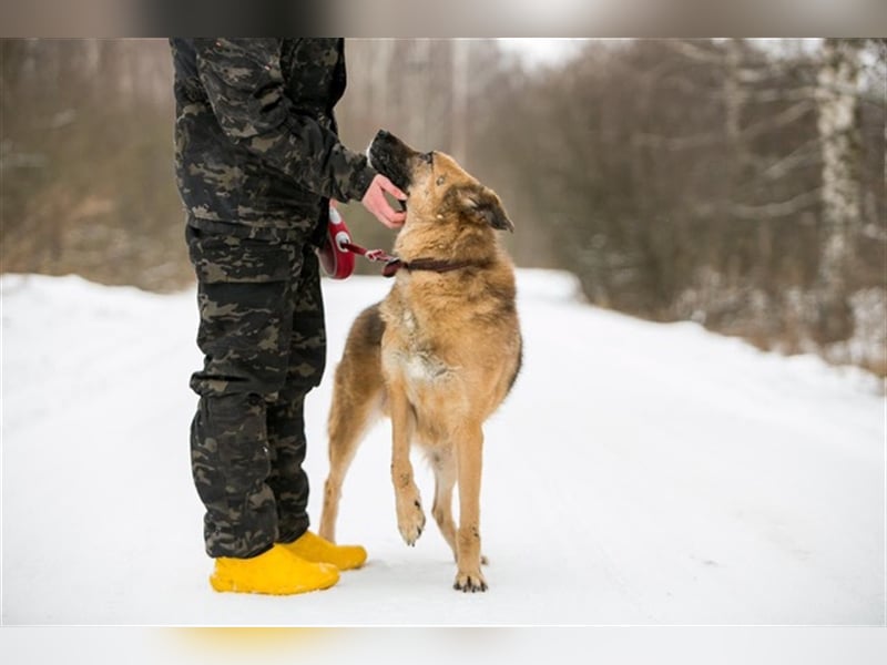 MALYSH- freundlicher Rüde sucht liebevolles Zuhause