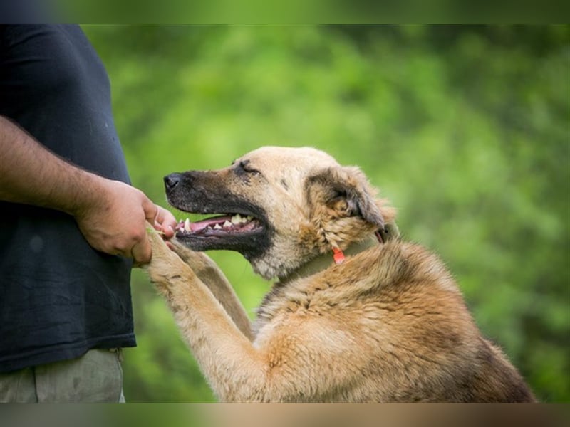 MALYSH- freundlicher Rüde sucht liebevolles Zuhause