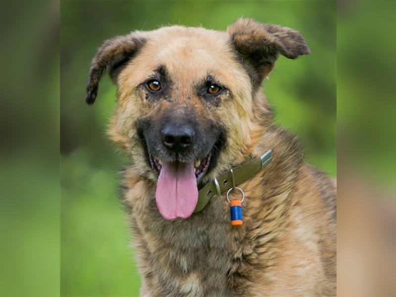 MALYSH- freundlicher Rüde sucht liebevolles Zuhause