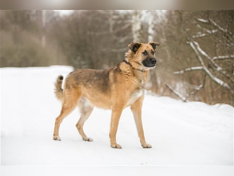 MALYSH- freundlicher Rüde sucht liebevolles Zuhause