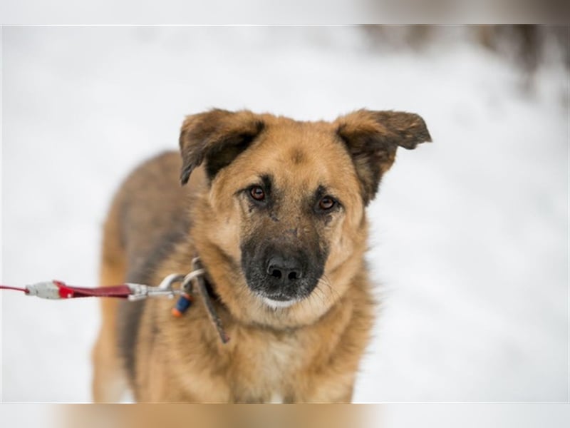 MALYSH- freundlicher Rüde sucht liebevolles Zuhause