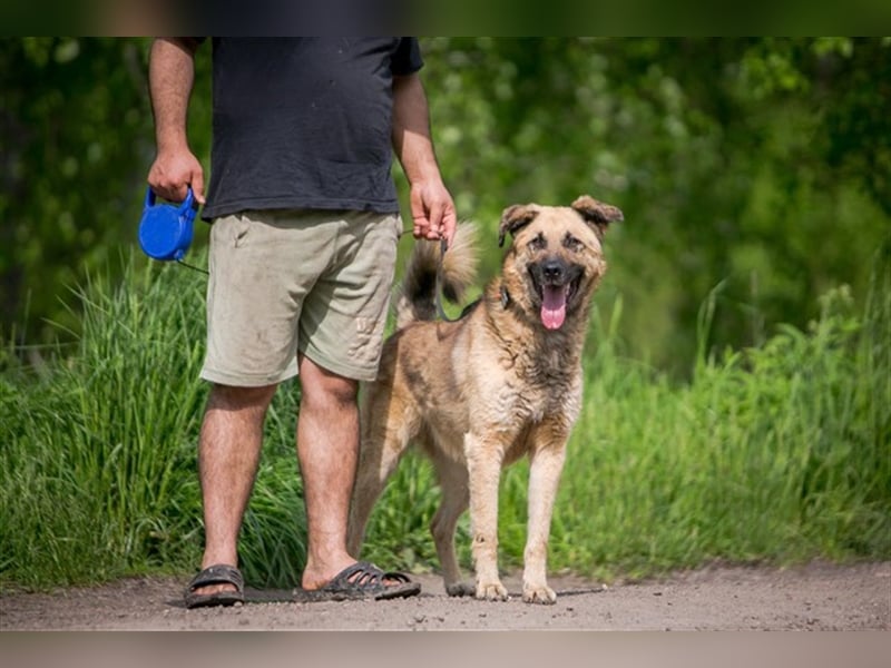 MALYSH- freundlicher Rüde sucht liebevolles Zuhause