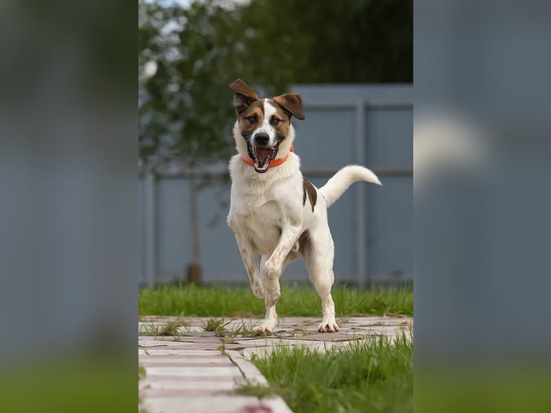 Verspielter Mario sucht aktives Zuhause