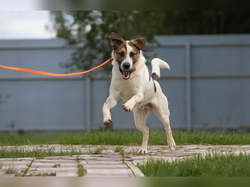 Verspielter Mario sucht aktives Zuhause