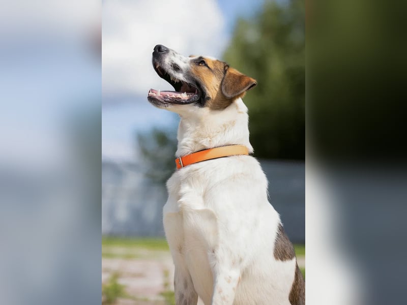 Verspielter Mario sucht aktives Zuhause