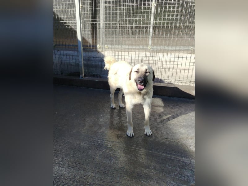 Kangal Mischlingshündin Gina sucht ihre Familie