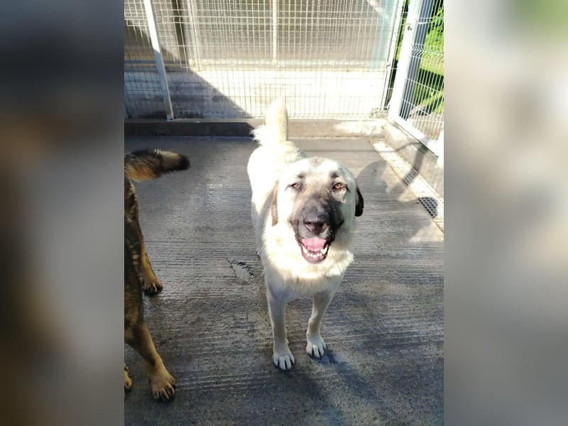 Kangal Mischlingshündin Gina sucht ihre Familie