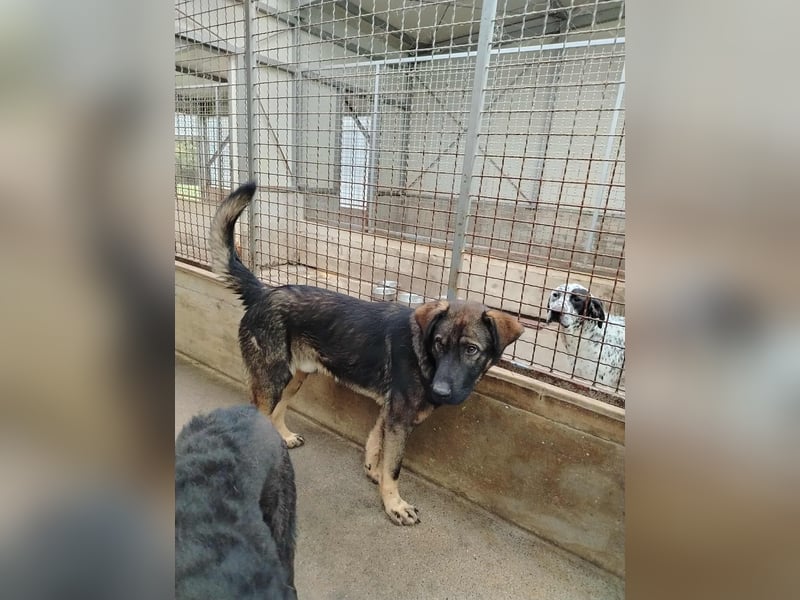 Arik junger Schäferhund Mischling Rüde sucht Zuhause oder Pflegestelle