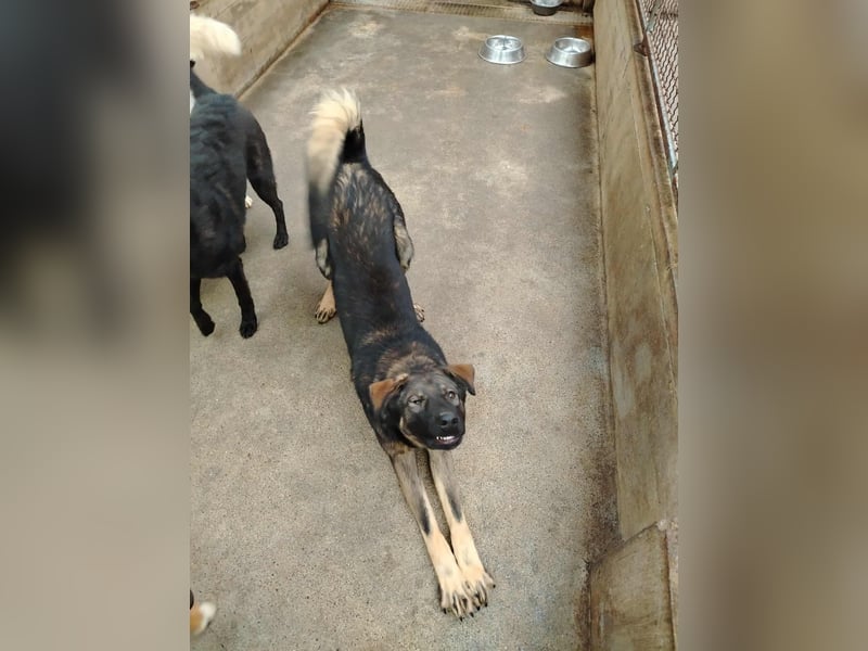 Arik junger Schäferhund Mischling Rüde sucht Zuhause oder Pflegestelle