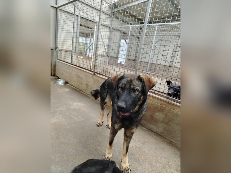 Arik junger Schäferhund Mischling Rüde sucht Zuhause oder Pflegestelle