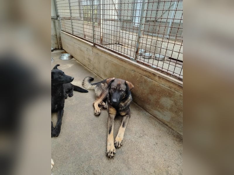 Arik junger Schäferhund Mischling Rüde sucht Zuhause oder Pflegestelle