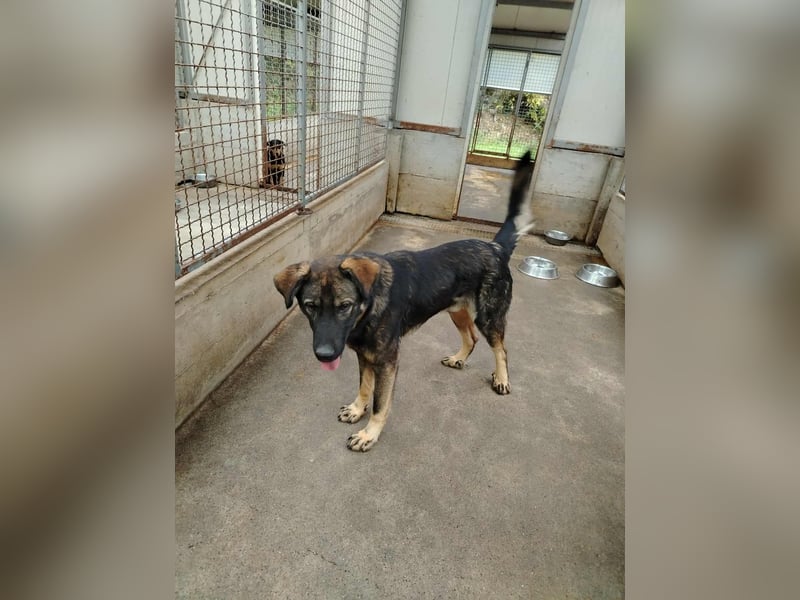 Arik junger Schäferhund Mischling Rüde sucht Zuhause oder Pflegestelle