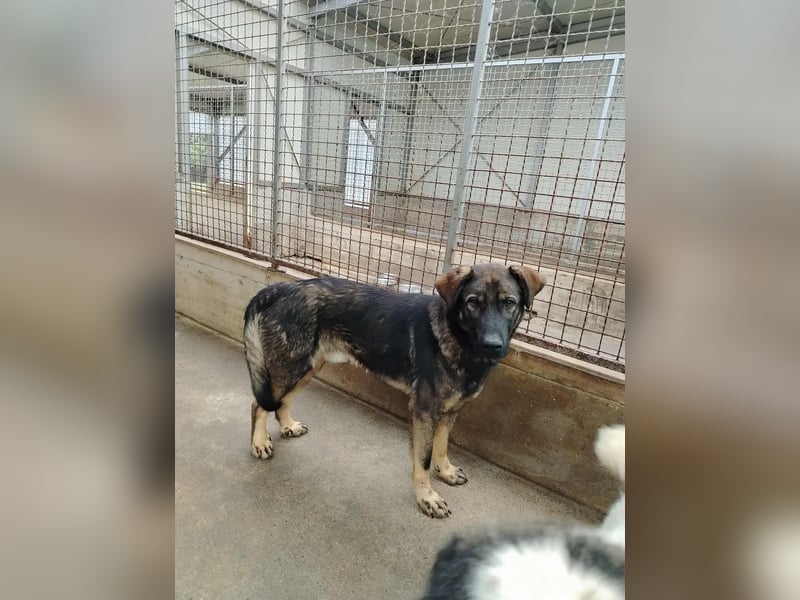 Arik junger Schäferhund Mischling Rüde sucht Zuhause oder Pflegestelle