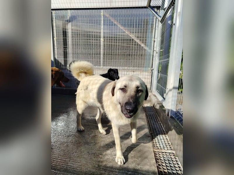 Kangal Mischlingshündin Gina sucht ihre Familie