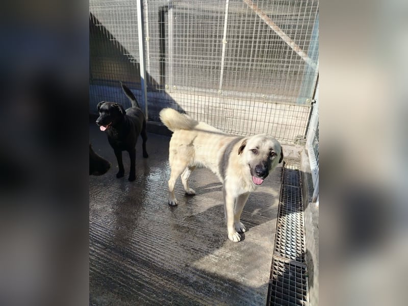 Kangal Mischlingshündin Gina sucht ihre Familie