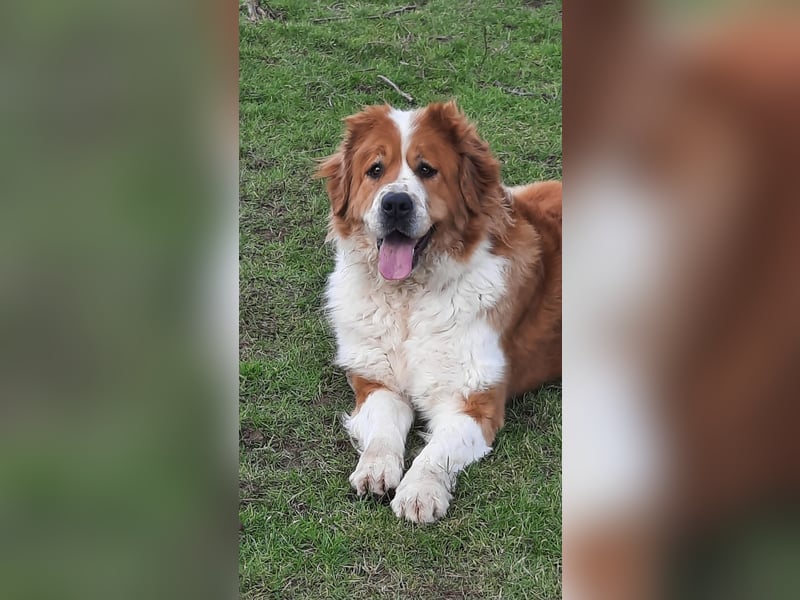 Herzenshündin Lotte sucht ein liebevolles Zuhause