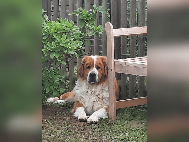 Herzenshündin Lotte sucht ein liebevolles Zuhause