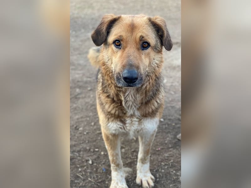 Yassin, geb. ca. 06/2020, lebt in GRIECHENLAND, im städt. Tierheim Serres