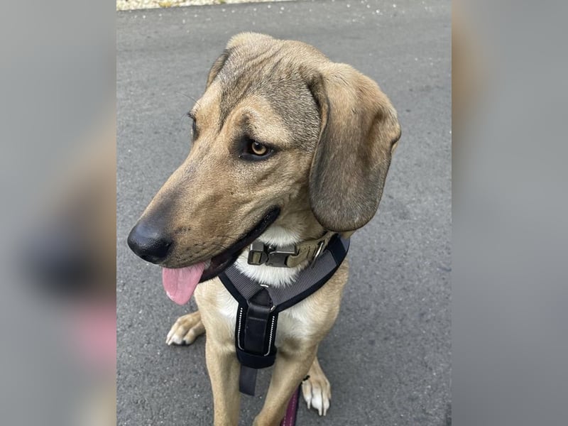 Obi, geb. ca. 12/2023, lebt im Tierheim Ulm, VERMITTLUNSHILFE