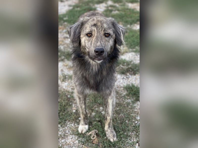 Pesto, geb. ca. 12/2021, lebt in GRIECHENLAND, im städt. Tierheim Serres