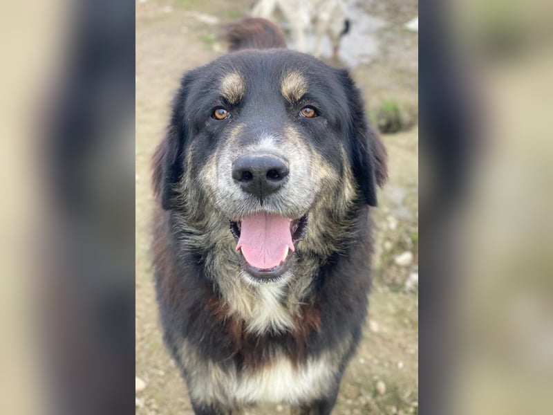 Bärli, geb. ca. 01/2024, lebt in GRIECHENLAND, im städt. Tierheim Serres