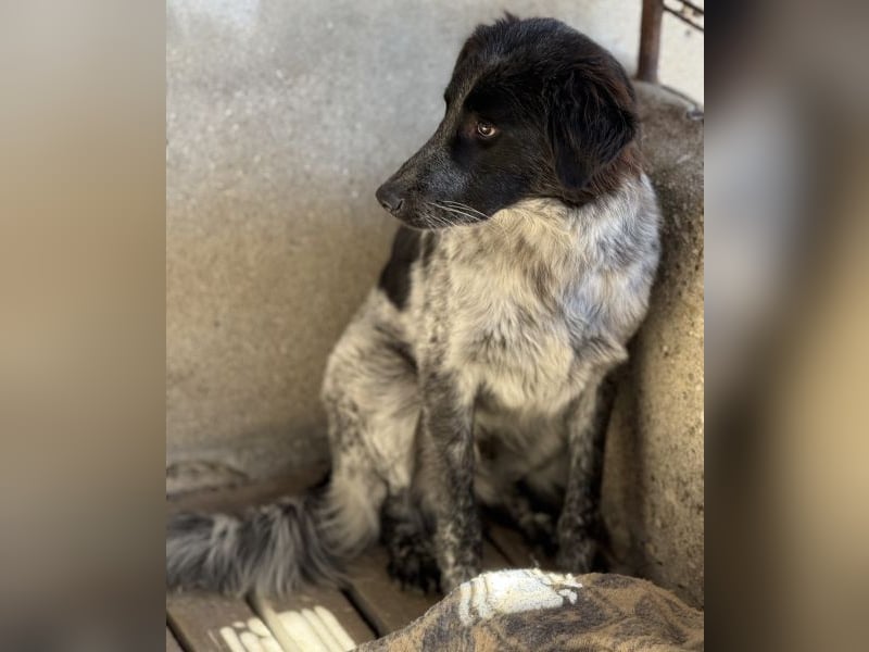 Ashwin, geb. ca. 12/2024, lebt in GRIECHENLAND, auf einem Gelände, Hunde werden notdürftig versorgt