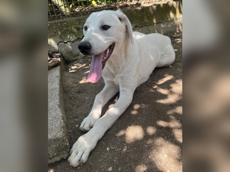 Hasko, geb. ca. 12/2021, lebt in GRIECHENLAND, auf einer privaten Pflegestelle