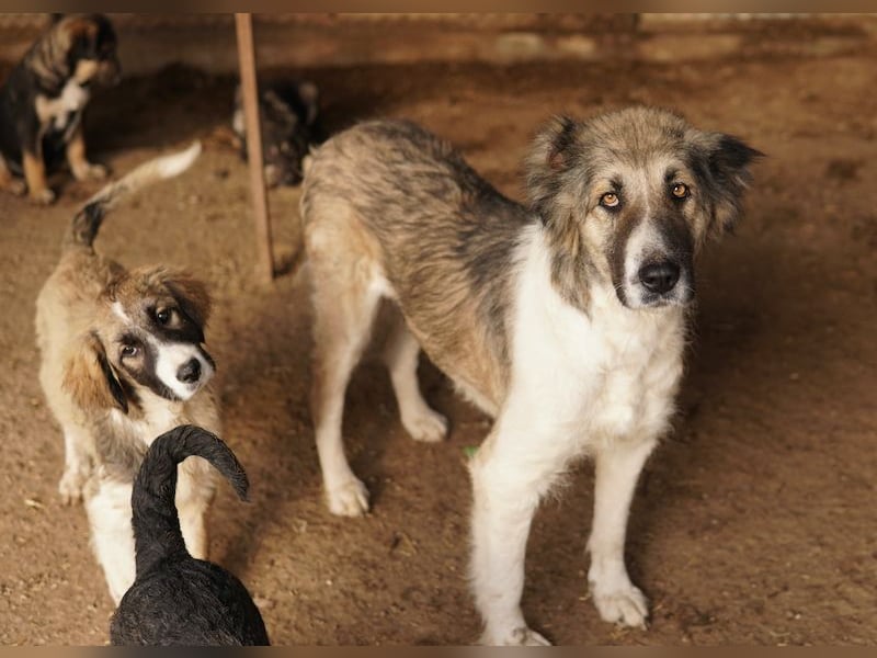 Talia, geb. ca. 09/2022, lebt in GRIECHENLAND, im städt. Tierheim Serres