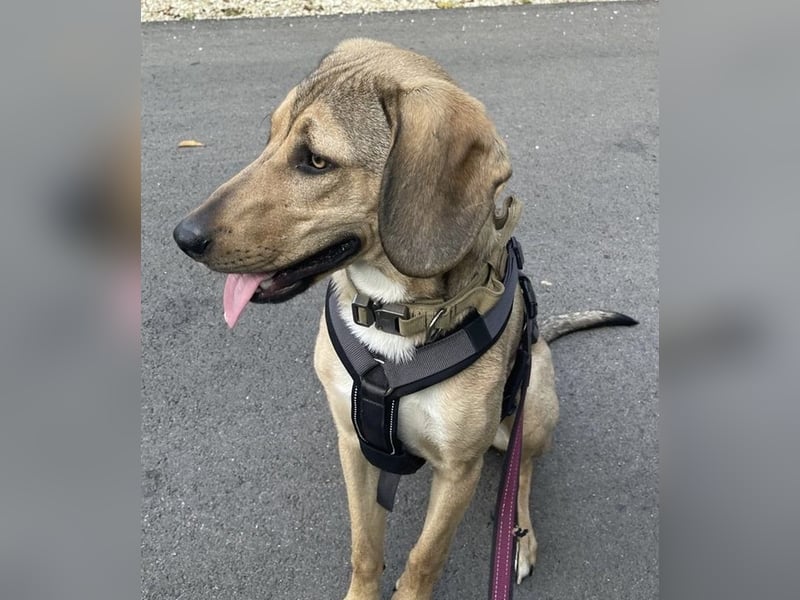 Obi, geb. ca. 12/2023, lebt im Tierheim Ulm, VERMITTLUNSHILFE