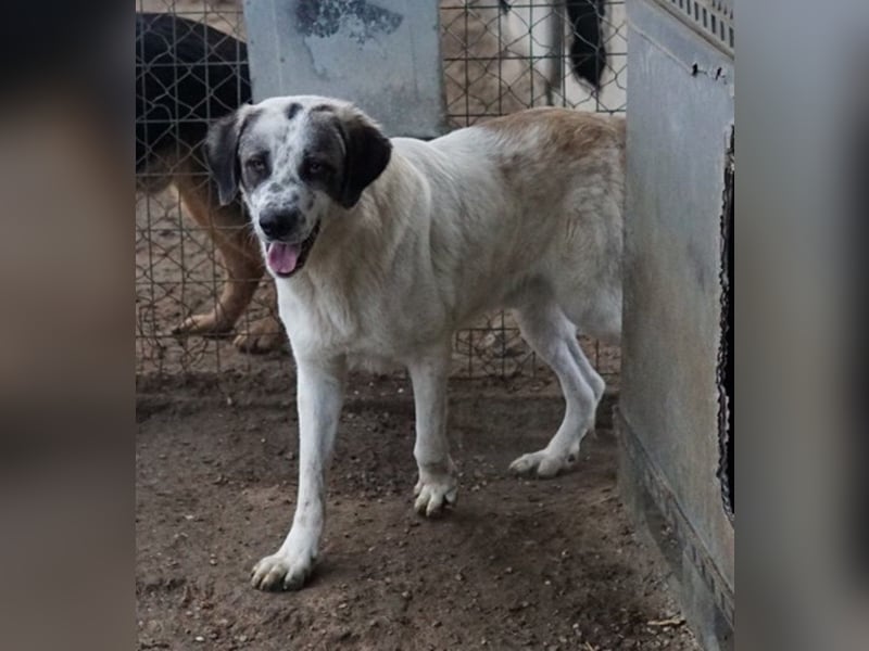 Joni, geb. ca. 11/2021, lebt in GRIECHENLAND, im städt. Tierheim Serres
