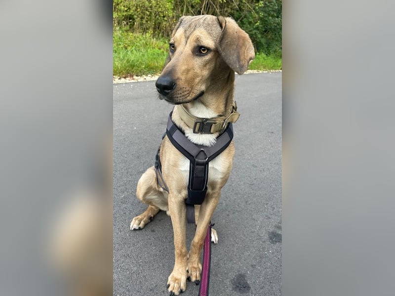 Obi, geb. ca. 12/2023, lebt im Tierheim Ulm, VERMITTLUNSHILFE