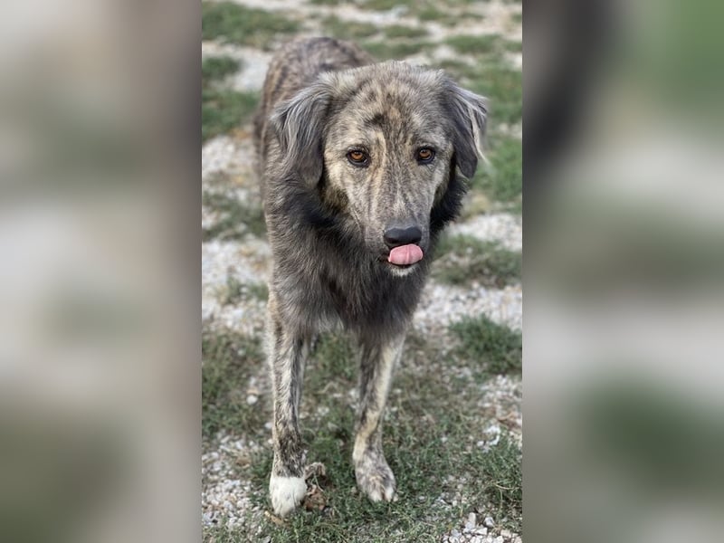 Pesto, geb. ca. 12/2021, lebt in GRIECHENLAND, im städt. Tierheim Serres