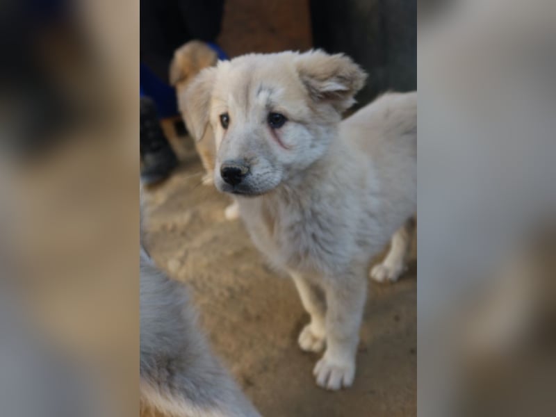 Hannes, geb. ca. 09/2023, lebt in GRIECHENLAND, im städt. Tierheim Serres