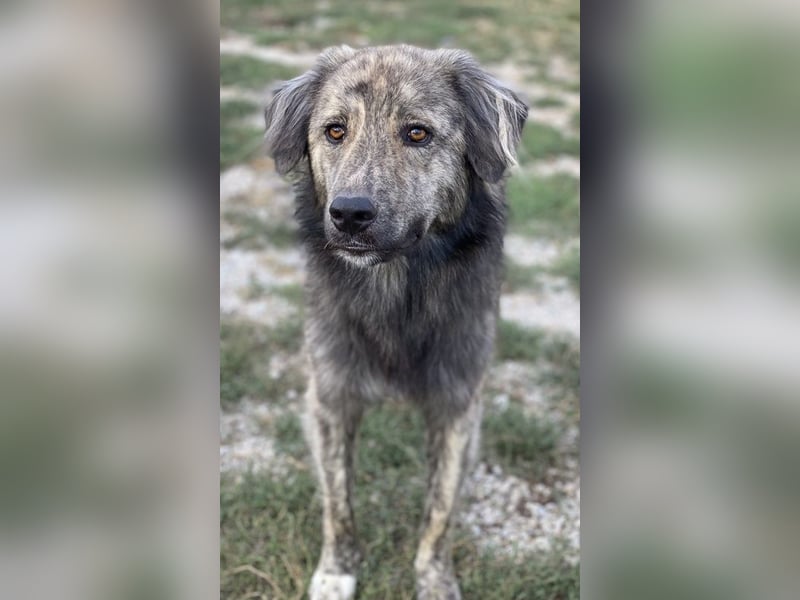 Pesto, geb. ca. 12/2021, lebt in GRIECHENLAND, im städt. Tierheim Serres