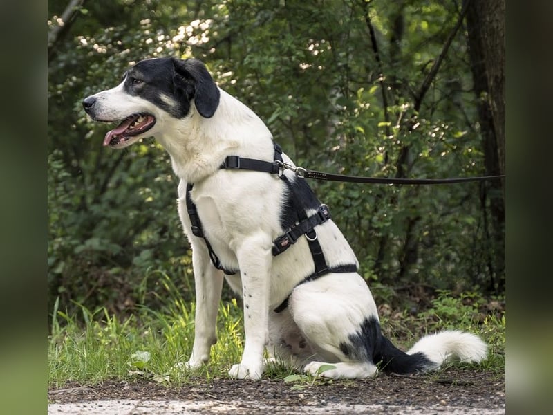 Claude Monet, geb. ca. 02/2021, lebt auf einer Pflegestelle in 52391 Vettweiß