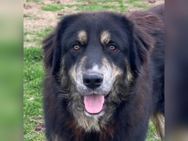 Bärli, geb. ca. 01/2024, lebt in GRIECHENLAND, im städt. Tierheim Serres