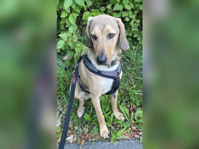 Obi, geb. ca. 12/2023, lebt im Tierheim Ulm, VERMITTLUNSHILFE