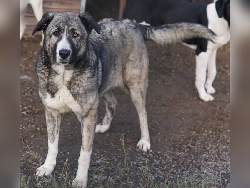 Jella, geb. ca. 09/2020, lebt in GRIECHENLAND, auf einer privaten Pflegestelle