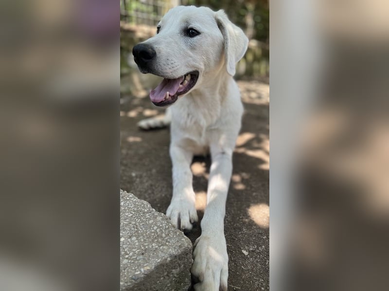 Hasko, geb. ca. 12/2021, lebt in GRIECHENLAND, auf einer privaten Pflegestelle