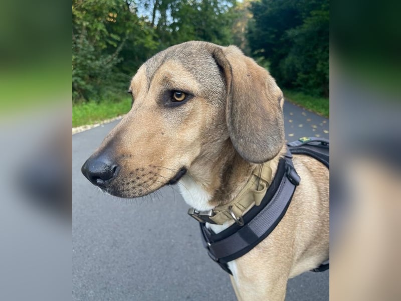 Obi, geb. ca. 12/2023, lebt im Tierheim Ulm, VERMITTLUNSHILFE