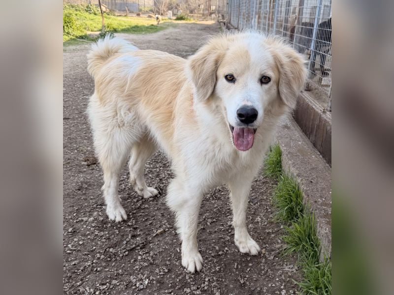 Buddy, geb. ca. 01/2022, lebt in GRIECHENLAND, im städt. Tierheim Serres