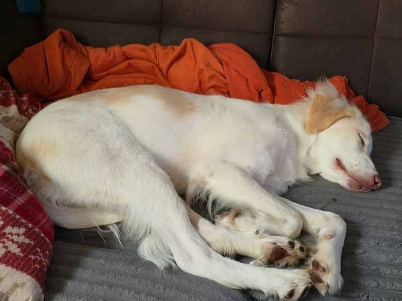 Balda, geb. ca. 02/2025, lebt auf einer Pflegestelle in 26826 Weener