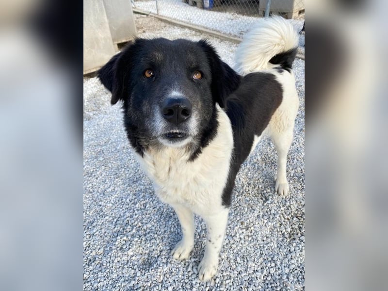 Filona, geb. ca. 12/2020, lebt in GRIECHENLAND, im städt. Tierheim Serres