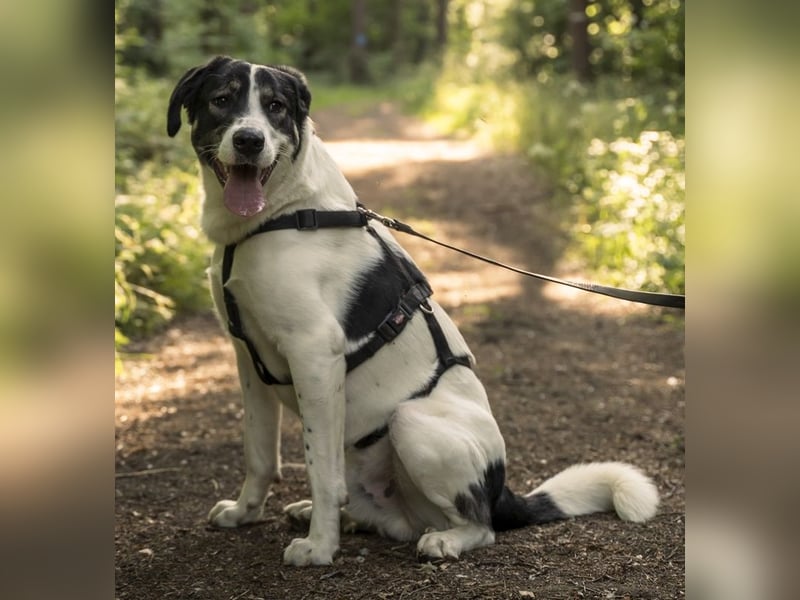 Claude Monet, geb. ca. 02/2021, lebt auf einer Pflegestelle in 52391 Vettweiß